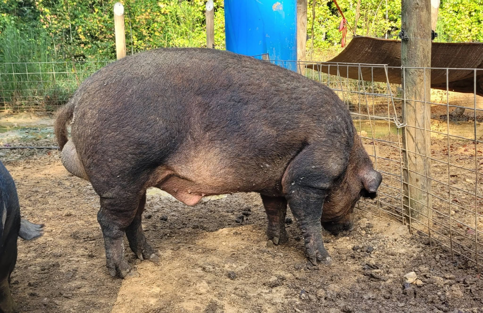 Duroc pig at golden hour