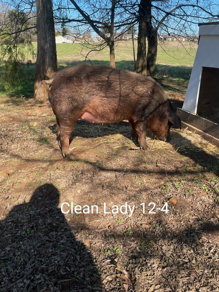 Duroc piglets